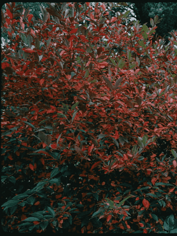 Арония древовидная Brilliant