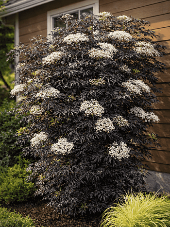 Бузина черная Black Lace