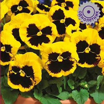 Виола ампельная Кул Вэйв Файр