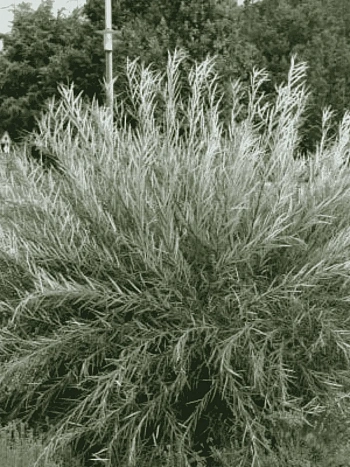 Ива розмаринолистная