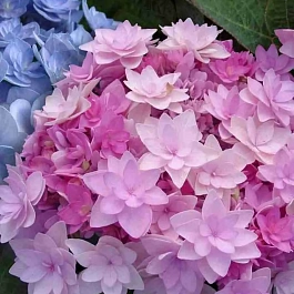 Гортензия крупнолистная Romance