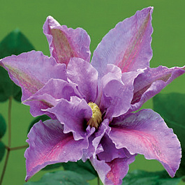 Клематис крупноцветковый Беата