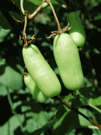 Актинидия коломикта Vitakola