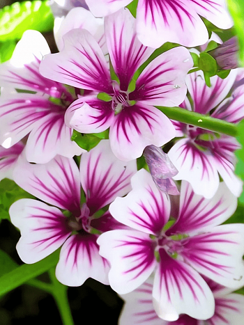 Мальва лесная Zebrina