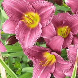 Лилейник пурпурный