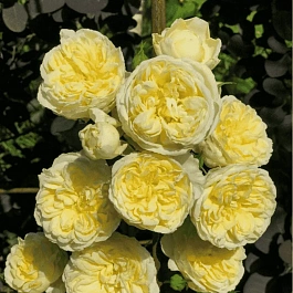 Роза Английская кустовая The pilgrim