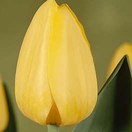 Тюльпан Дарвинов гибрид Гарант Тюльпан Дарвинов гибрид Гарант