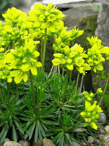 Крупка вечнозеленая