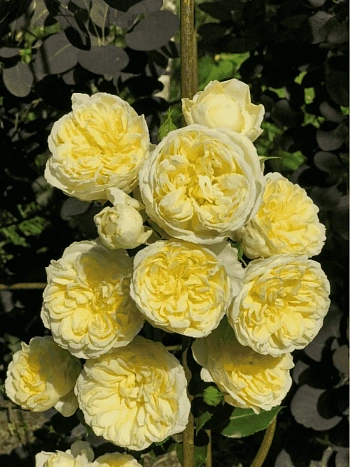 Роза Английская кустовая The pilgrim