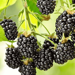 Ежевика Ouachita