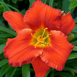 Лилейник гибридный Амадеус НАБОР 2ШТ (1+1)