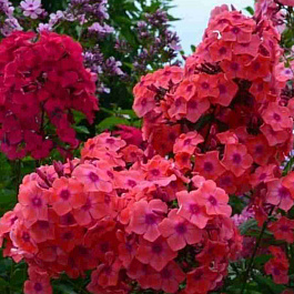 Флокс метельчатый Горислав