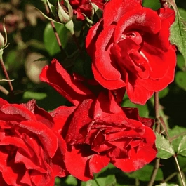 Роза Кустовая Castella