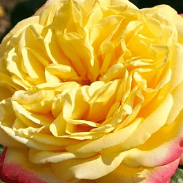 Роза чайно-гибридная Золотой юбилей