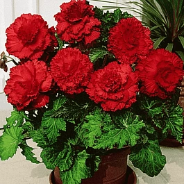 Бегония Fimbriata Red