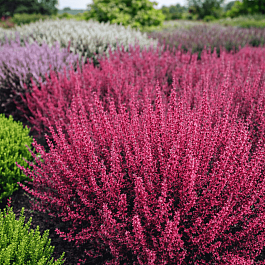 Вереск обыкновенный Allegro