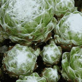 Молодило паутинистое