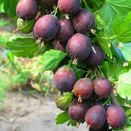 Крыжовник Сириус