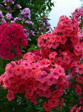 Флокс метельчатый Горислав