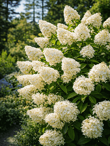 Гортензия метельчатая Matilde