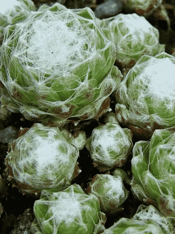 Молодило паутинистое