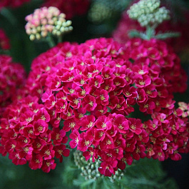 Тысячелистник обыкновенный Помeгранат