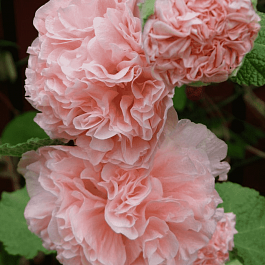 Мальва розовая Chater's Double Apricot