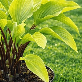 Хоста Funky Monkey