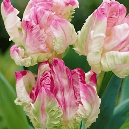 Тюльпан попугайный Libretto Parrot