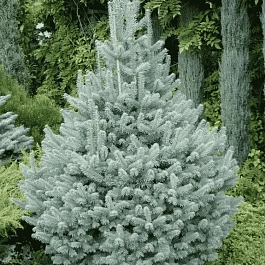 Пихта субальпийская Compacta