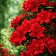 Азалия крупноцветковая Nabucco
