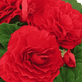 Бегония клубневая GO! Early Scarlet Red