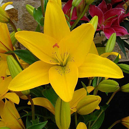Лилия ЛА-гибрид Йеллоу Даймонд