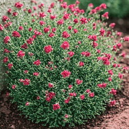 Антеннария двудомная Rubra