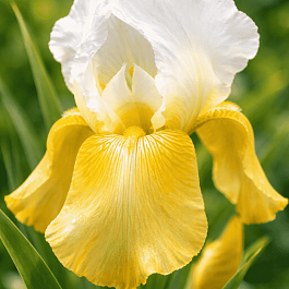 Ирис германский Pinnacle