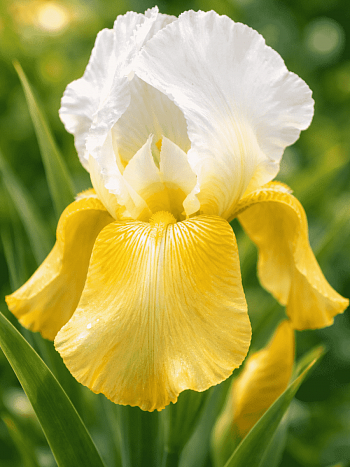 Ирис германский Pinnacle