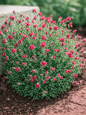 Антеннария двудомная Rubra