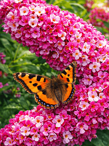 Буддлея давида Berries & Cream