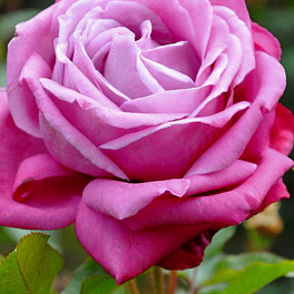 Роза чайно-гибридная Лилла Вондер