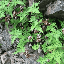 Краекучник шерстистый