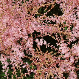 Астильба  Super Sprite