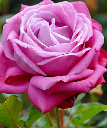 Роза чайно-гибридная Лилла Вондер