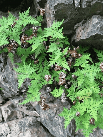 Краекучник шерстистый