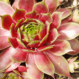 Молодило гибридное New Rose