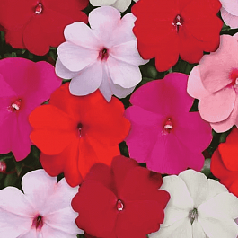 Бальзамин новогвинейский Divine mix