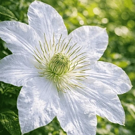 Клематис гибридный Matka Urszula Ledóchowska