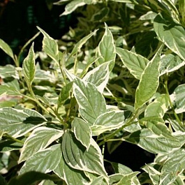 Дерен отпрысковый Вайт Голд