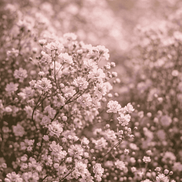 Гипсофила тихоокеанская Pink