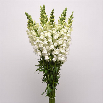 Львиный зев Потомак (группа 3,4) Вайт