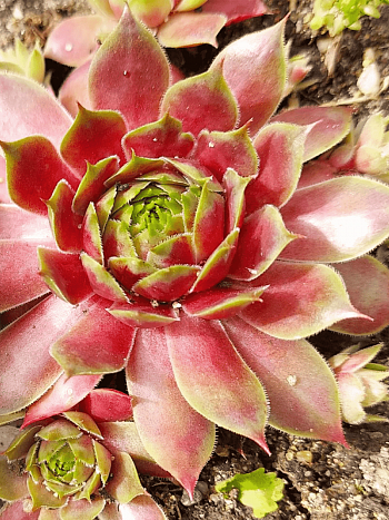 Молодило гибридное New Rose